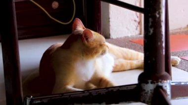 Turuncu saçlı kızıl kedi masanın altında yatıyor ve Tayland 'ın Phuket Adası' ndaki Naithon Sahili Sakhu Thalang 'da dinleniyor..