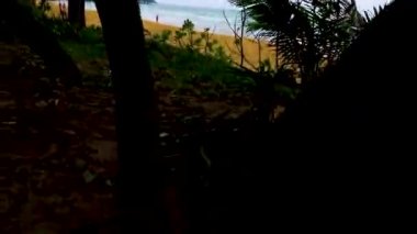 Maymun makağı ormanda eski lastiklere zincirlenmiş Phuket Adası Tayland 'daki tropikal plajda Güney Asya' da.