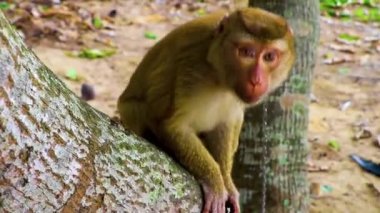 Maymun makağı ormanda eski lastiklere zincirlenmiş Phuket Adası Tayland 'daki tropikal plajda Güney Asya' da.