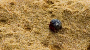 Güney Asya 'daki Phuket Adası Tayland' daki Naithon Sahili 'ndeki kumsalda yengeç..