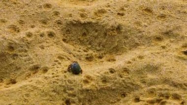 Güney Asya 'daki Phuket Adası Tayland' daki Naithon Sahili 'ndeki kumsalda yengeç..