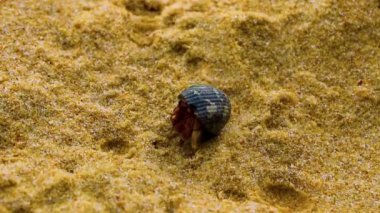 Güney Asya 'daki Phuket Adası Tayland' daki Naithon Sahili 'ndeki kumsalda yengeç..