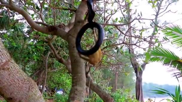 Małpa Makaka Przykuta Starych Opon Dżungli Tropikalnej Plaży Wyspie Phuket — Wideo stockowe