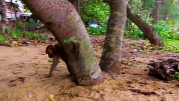 Monkey Macaque Fastkedjad Gamla Däck Djungeln Tropisk Strand Phuket Thailand — Stockvideo