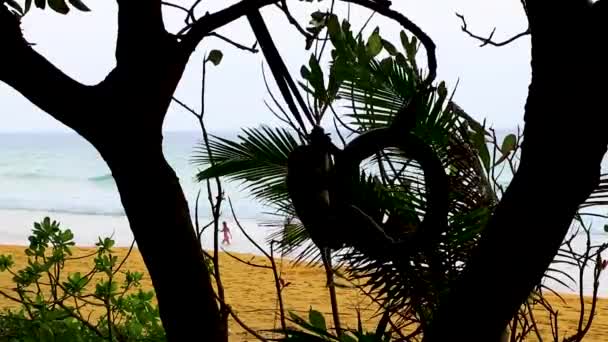 Macaco Macaco Acorrentado Pneus Velhos Selva Praia Tropical Ilha Phuket — Vídeo de Stock
