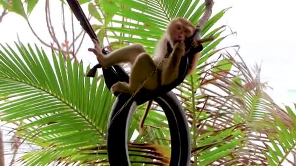 Monkey Macaque Chained Old Tires Jungle Tropical Beach Phuket Island — Stock Video