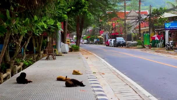 Stray Cães Mentir Dormindo Rua Naithon Beach Sakhu Thalang Phuket — Vídeo de Stock