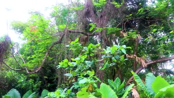Verde Bela Natureza Tropical Plantas Árvores Naithon Beach Sakhu Thalang — Vídeo de Stock