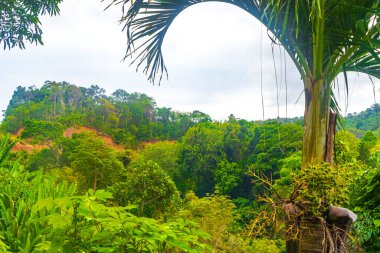 Güney Asya 'daki Phuket Adası Tayland' daki Sakhu Thalang 'da güzel doğal manzara ve tropikal orman..