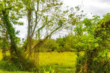 Güney Asya 'daki Phuket Adası Tayland' daki Sakhu Thalang 'da güzel doğal manzara ve tropikal orman..
