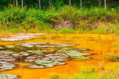 Güneydoğu Asya 'daki Phuket Adası Tayland' daki Sakhu Thalang 'da bataklık suları bulunan güzel doğal manzara ve tropikal orman..