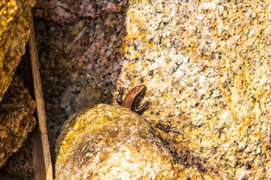 Kertenkele kertenkeleleri Tayland 'ın güneydoğu Asya bölgesindeki Phuket Adası' ndaki Sakhu Thalang ormanında taş kaya ve dal üzerinde Tayland 'da sürüngenler..