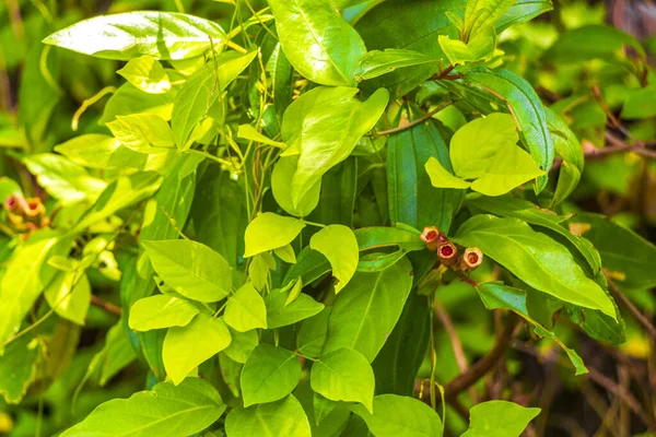 Natureza Tropical Com Palmeiras Flores Plantas Selva Floresta Naithon Beach — Fotografia de Stock