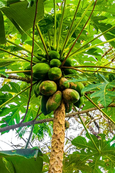 Hermoso Árbol Papaya Naturaleza Tropical Sakhu Thalang Isla Phuket Tailandia — Foto de Stock