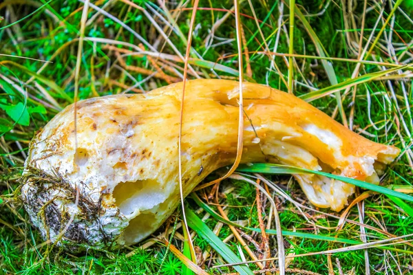 Varias Especies Venenosas Setas Setas Bosque Wernigerode Harz Sajonia Anhalt — Foto de Stock