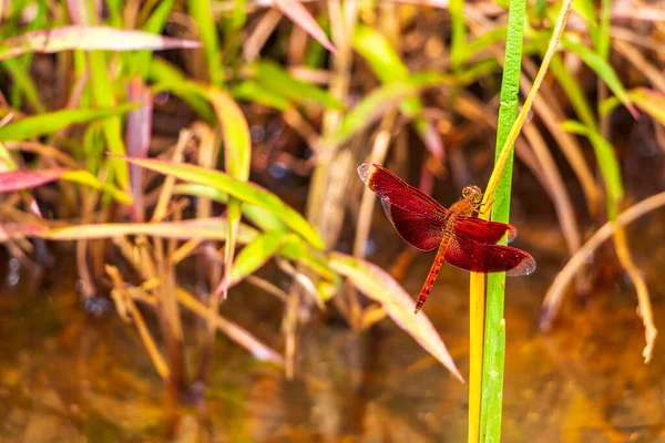 Gyönyörű Fényes Piros Szitakötő Trópusi Természet Sakhu Thalang Phuket Sziget — Stock Fotó