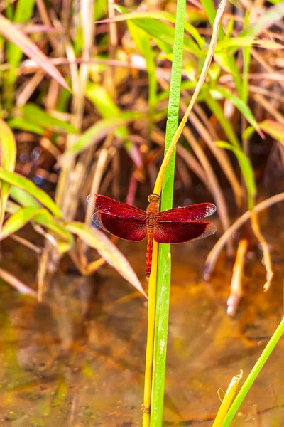 Hermosa Libélula Roja Brillante Naturaleza Tropical Sakhu Thalang Isla Phuket — Foto de Stock