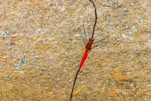 Ярко Красный Дракон Природе Саху Таланге Острове Пхукет Юго Восточной — стоковое фото