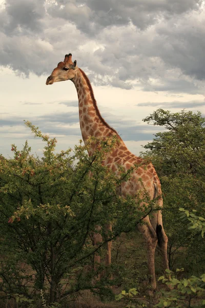 Καμηλοπάρδαλη σε εθνικό πάρκο etosha, Ναμίμπια — Φωτογραφία Αρχείου