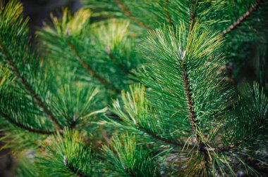 Çam dallarının arka planında, gün ışığında hafif bir odak noktası var..