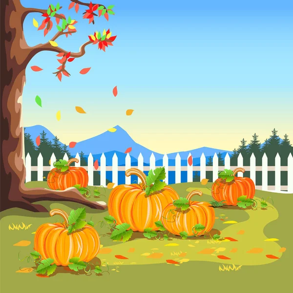 Field Ripe Pumpkins Background Fence Blue Sky Pumpkin Harvest Harvest — Stock Vector