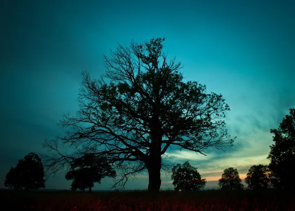 ağaç sunset