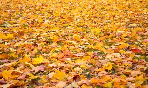 Sonbahar yaprağı düşüyor.