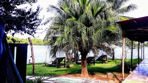 Lush vegetation in nature landscape in daytime sunlight. 