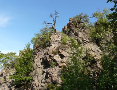 Kayanın üzerindeki ağaç