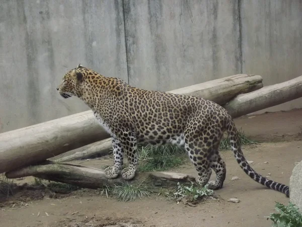Цейлонский леопард — стоковое фото