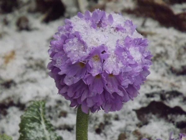 Blume nach Hagelsturm — Stockfoto