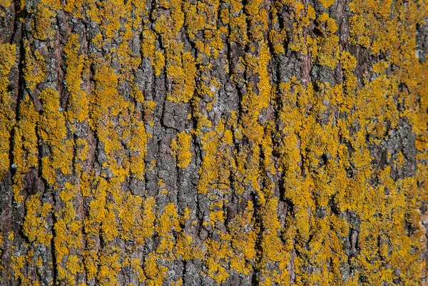 Textura da casca com musgo amarelo Imagens Royalty-Free