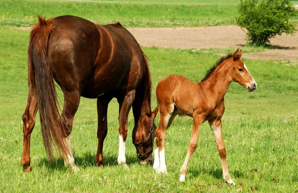 Horse with a foal — Stock Photo, Image