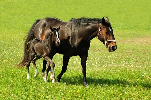 Een paard met een veulen — Stockfoto