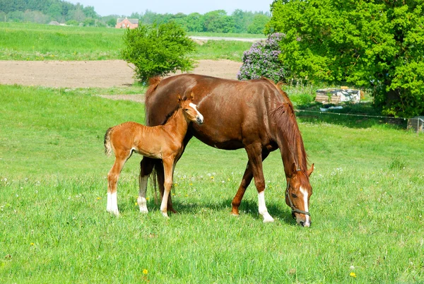 Cavalo com potro Imagem De Stock