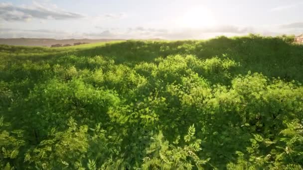 Pecan foresta Albero cime contro il cielo soleggiato risorse naturali paesaggio — Video Stock