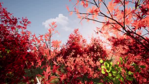 Zon straal van rode bladeren Prachtig landschap natuur Zonnig daglicht Gouden zonsondergang Herfst bos schoonheid — Stockvideo