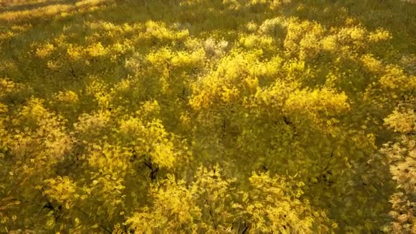 Arbres jaunes couronnes arbres d'automne Nature paysage arrière-plan parc vue de dessus à l'extérieur — Video