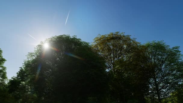 Промені Сонце світить крізь дерева навісу Природа весняного сезону ліс — стокове відео