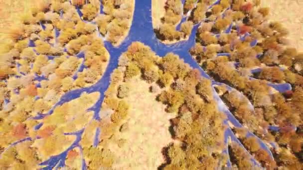 Lung forest planet Autumn trees beauty Save earth green planet. Environment nature Sunlight sky — Stock video