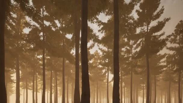 Smog ομιχλώδες δάσος σε όμορφο στυλ φυσικό τοπίο φόντο — Αρχείο Βίντεο