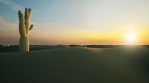Cactus desert Beautiful sand Wild nature landscape Sunset scene Blue sky — Stock Video