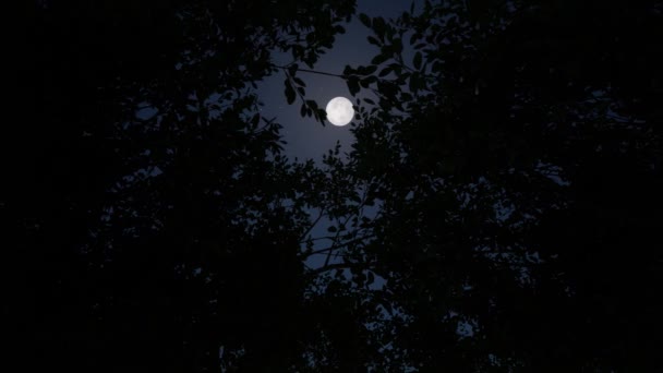 Стоковые Видео Луна Лес Зима ⬇ Скачать Футажи Луна Лес Зима.