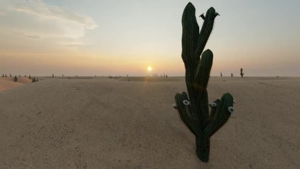 仙人掌沙漠美丽的风景秀丽的野生自然景观看到热带旅行.夕阳西下 — 图库视频影像