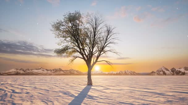 Single boom winter lente op zonsondergang natuur bos landschap — Stockvideo