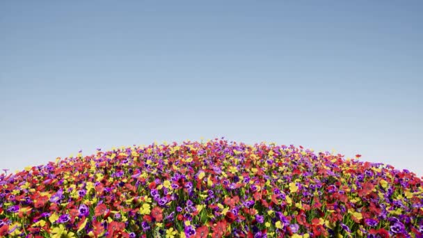 Στρογγυλό πεδίο των λουλουδιών χρώμα γαλάζιο ουρανό πολύχρωμο τοπίο φύση — Αρχείο Βίντεο
