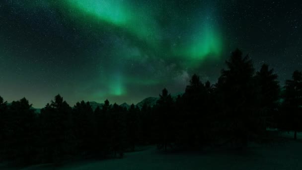 Nordlichter Bäume Urlaubsreise Natur Hintergrund Grüner Planet — Stockvideo