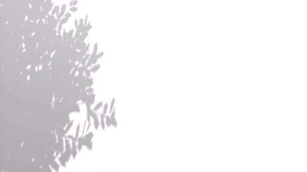 Листья Солнечного Света Естественной Тени Солнечный Свет Белом Пространстве Стены — стоковое видео