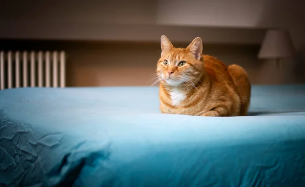 Gato Europeo Rojo Doméstico Relajado Reflexivo Cama Iluminado Por Luz —  Fotos de Stock