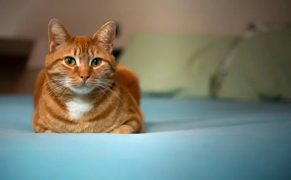 Μια Χαριτωμένη Ευρωπαϊκή Κόκκινη Γάτα Κοιτάζει Περίεργα Στην Κάμερα — Φωτογραφία Αρχείου